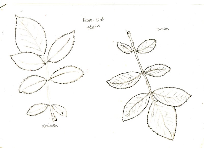 Лист розы трафарет