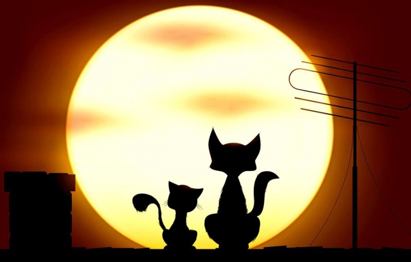 Силуэт двух кошек