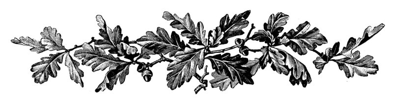 Дубовая ветвь