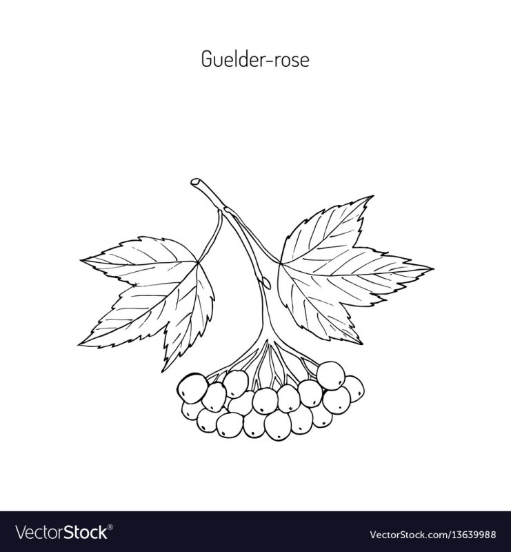 Ветка калины рисунок