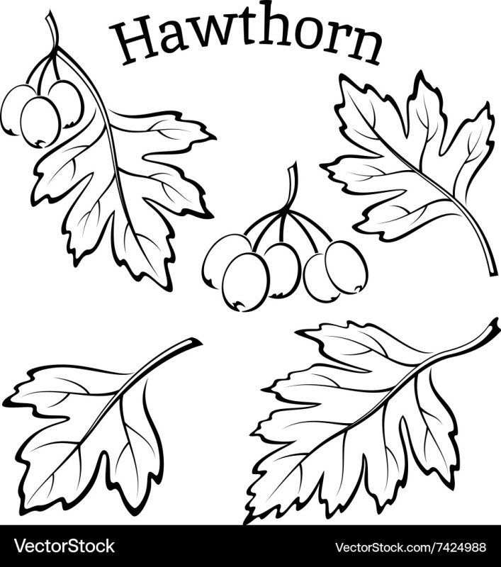 Лист боярышника трафарет