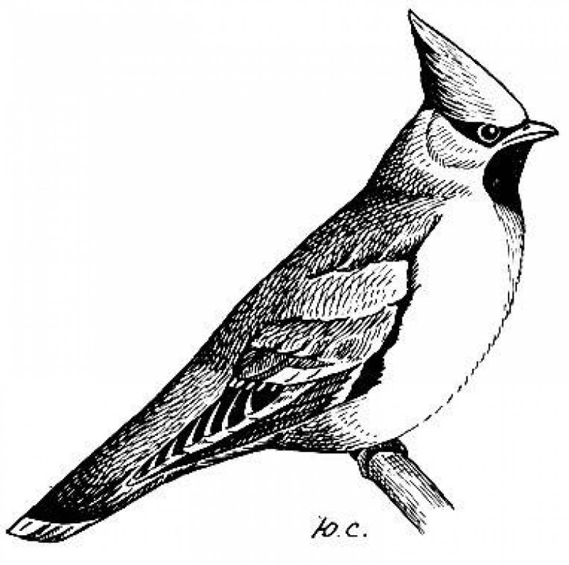 Свиристель раскраска