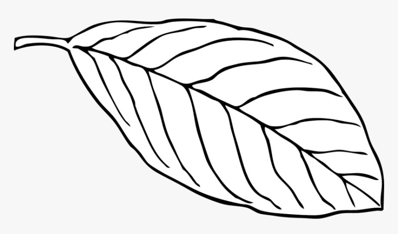 Лист контур на прозрачном фоне