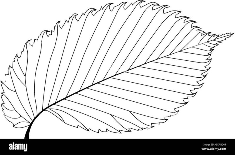 Листья раскраска