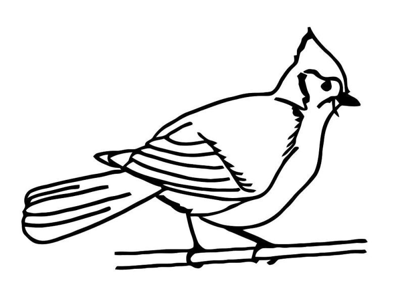 Синичка раскраска для детей