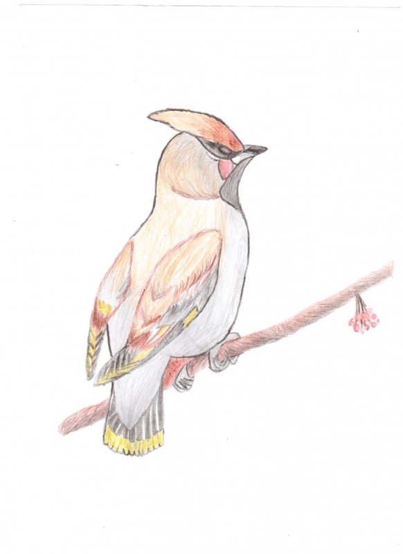 Свиристель рисунок