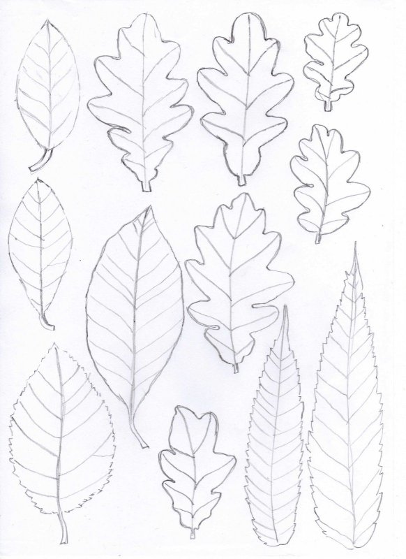 Трафарет листика для вырезания