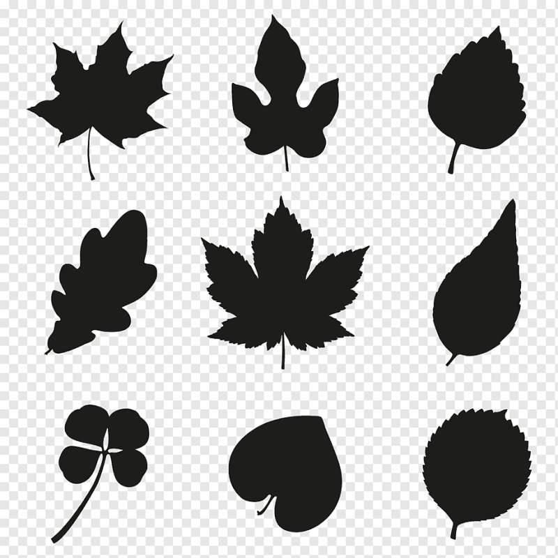 Силуэты листьев деревьев