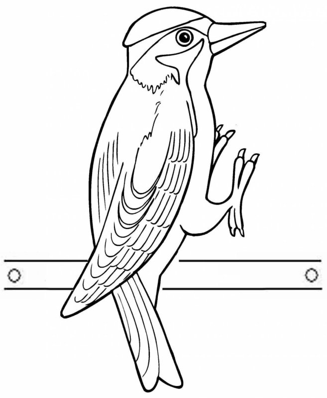 Дятел раскраска для детей