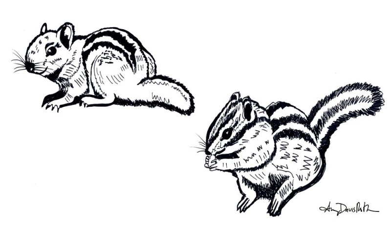 Бурундук рисунок для детей