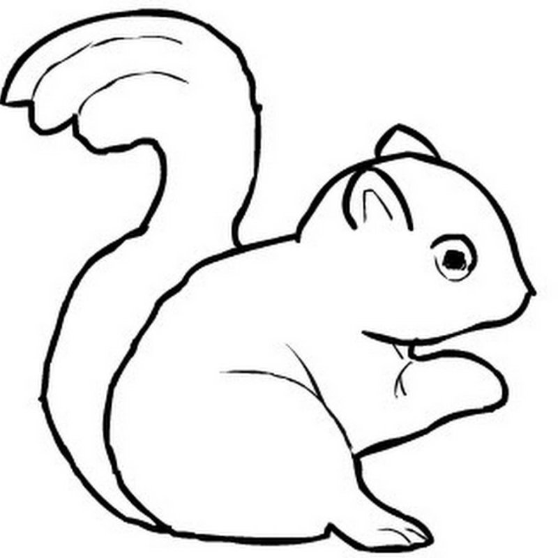 Раскраска Белочка