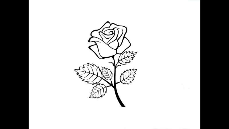 Роза рисунок карандашом для срисовки