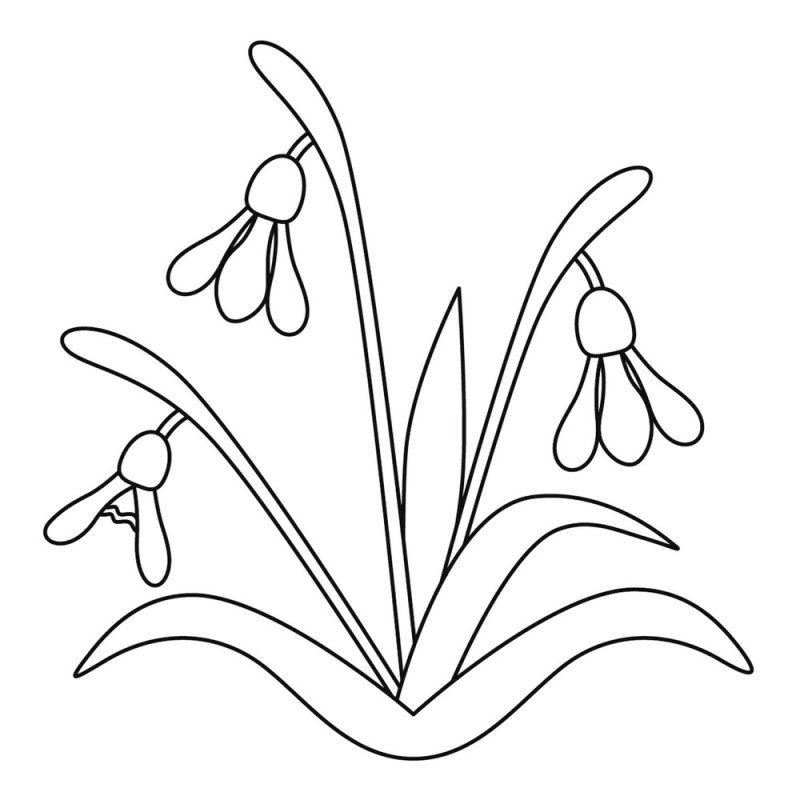 Подснежники раскраска для детей