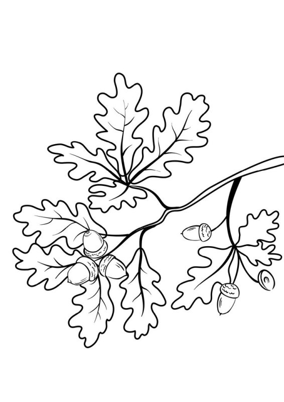 Дубовый лист раскраска