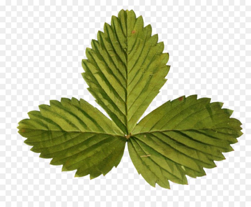 Листочки клубники