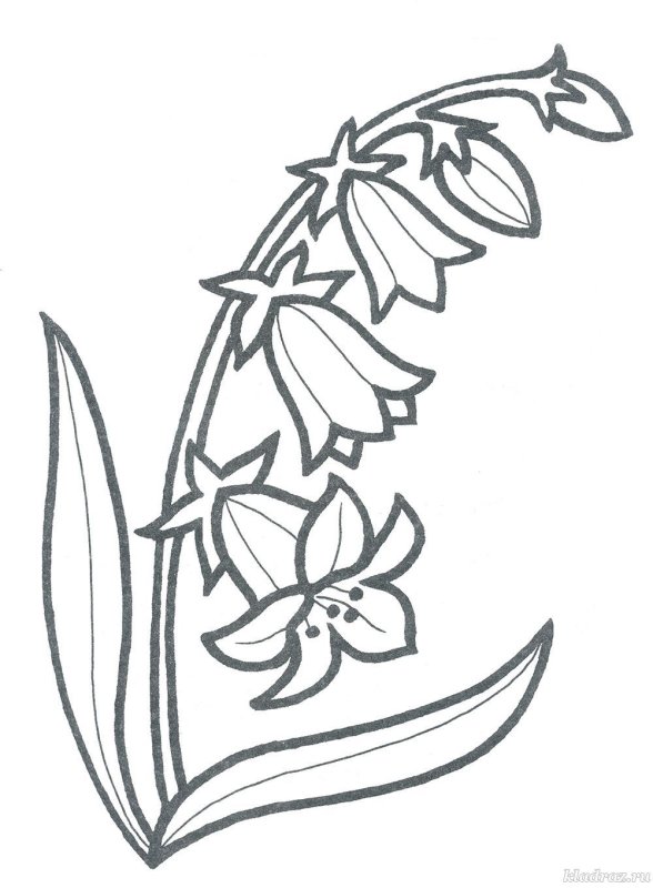 Цветок колокольчик рисунок раскраска