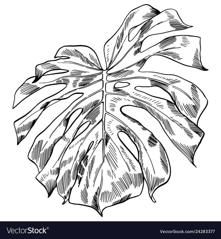 Лист монстеры