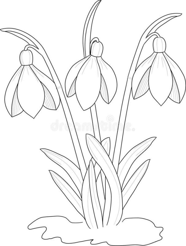 Подснежник рисунок