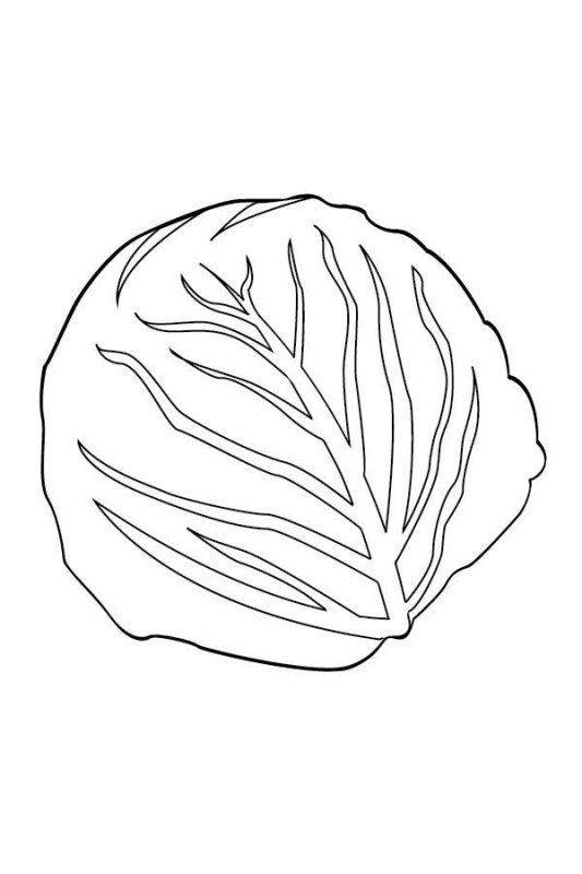 Капуста раскраска для детей