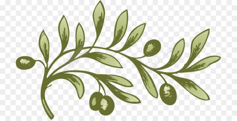 Оливковая ветка