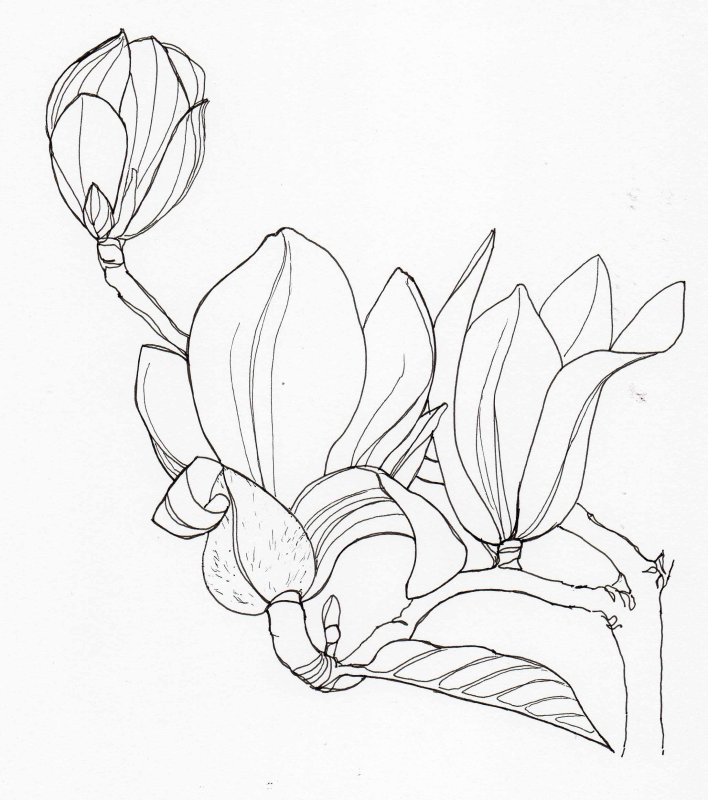 Цветы рисунок карандашом