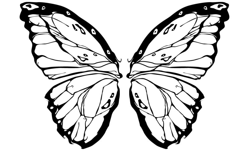 Крылья бабочки