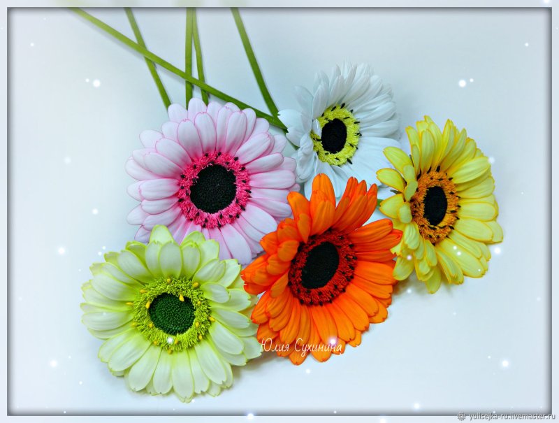 Гербера чашелистик