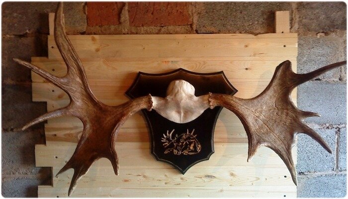 Лосиные рога на стену