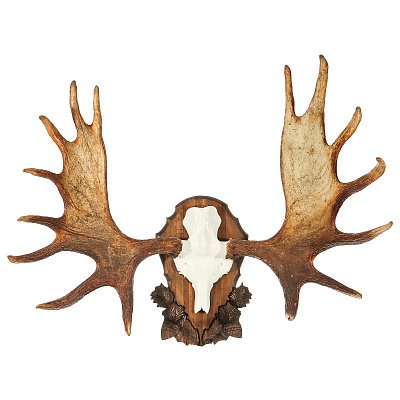 Лосиные рога в интерьере