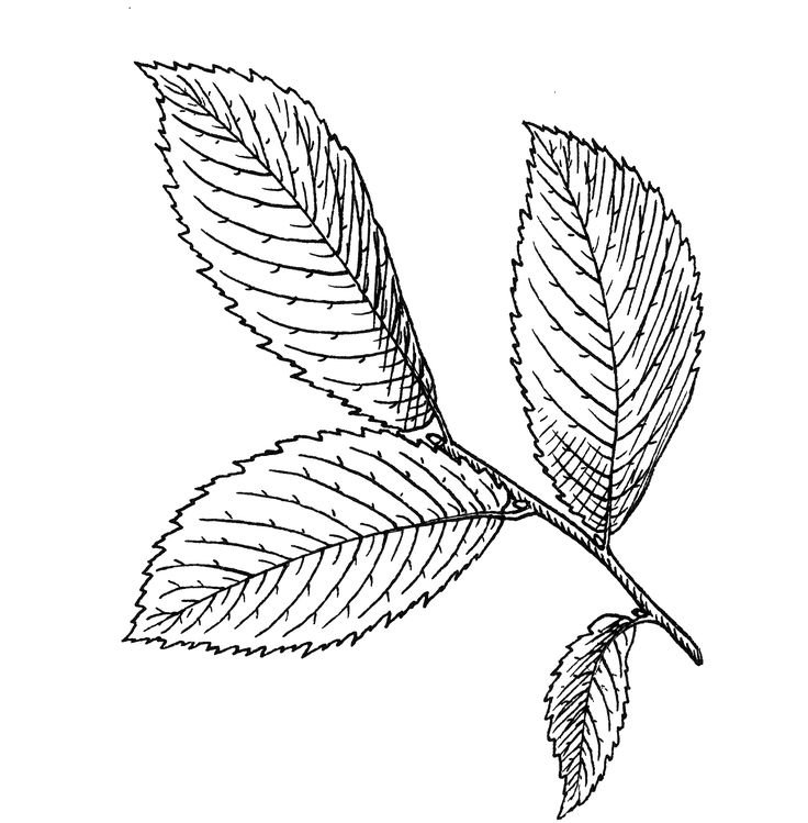 Листик эскиз