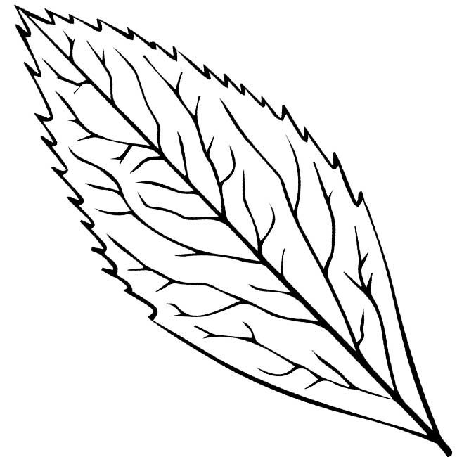 Трафареты "листья"