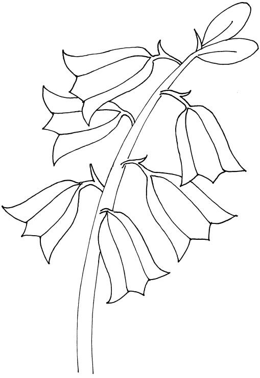 Цветок колокольчик для раскрашивания