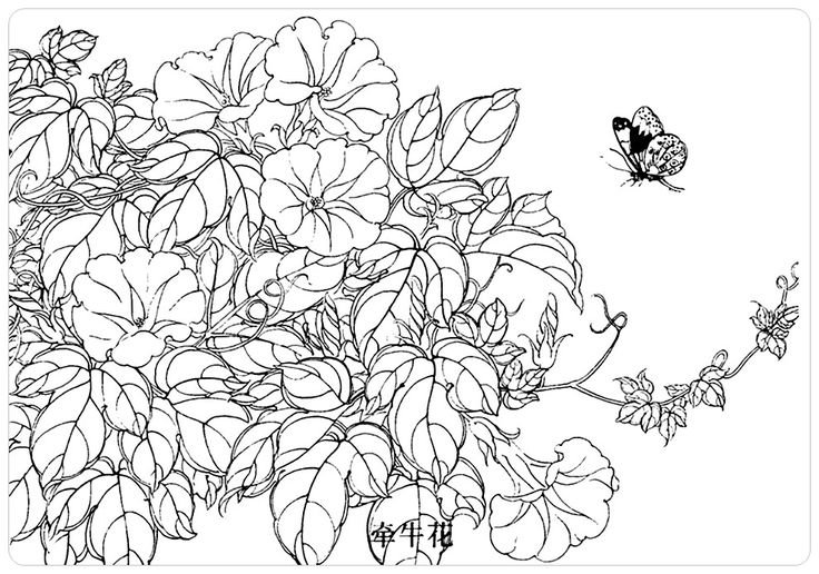 Цветок контур