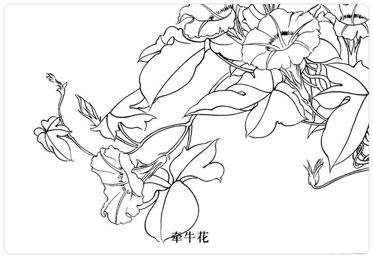 Контурные рисунки цветов