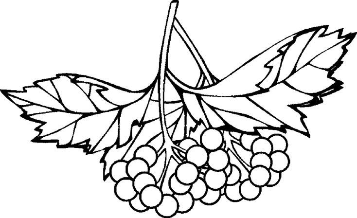 Рябина раскраска для малышей