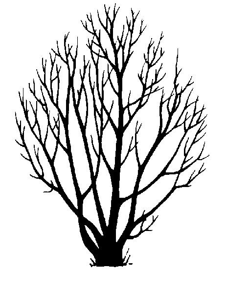 Куст без листьев