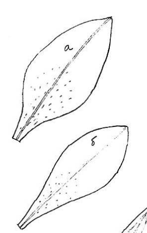 Лепесток лилии шаблон