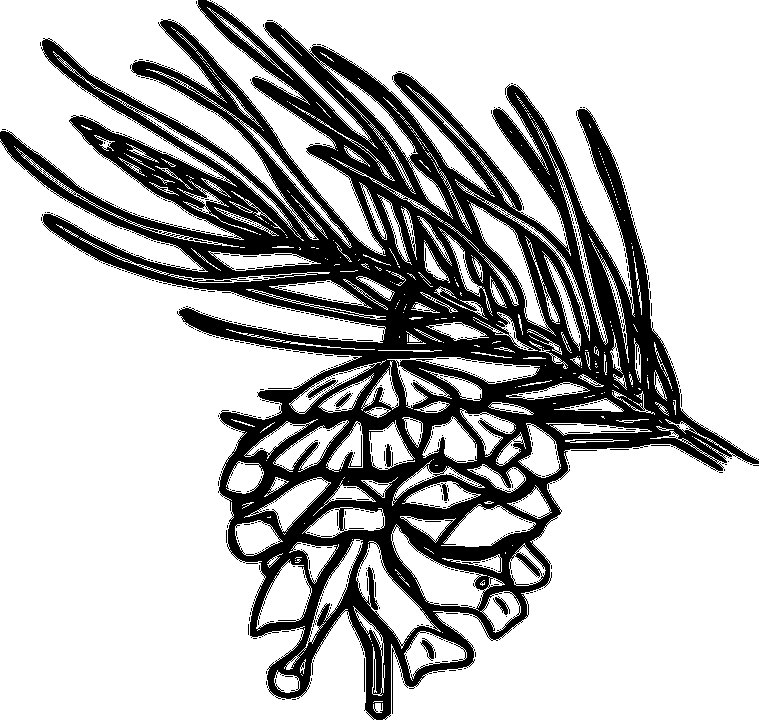 Ветка сосны