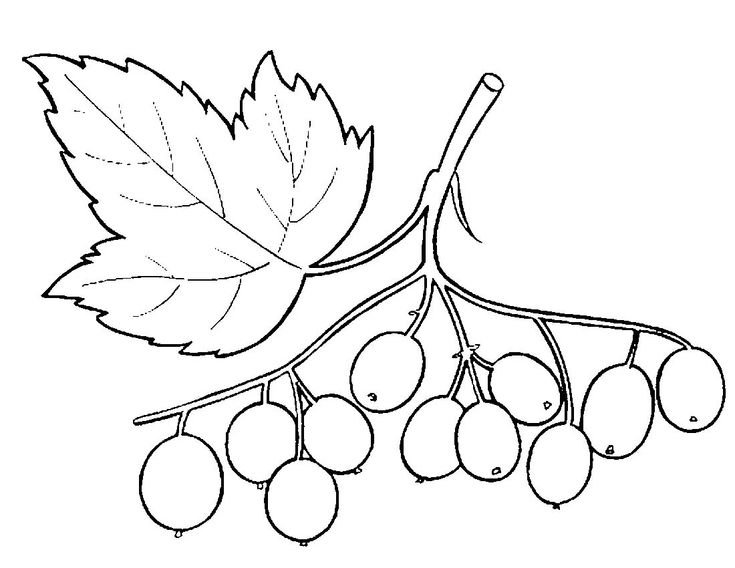 Рябина раскраска