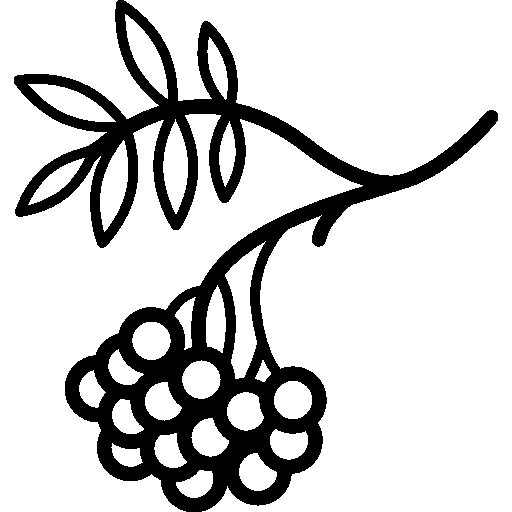 Кисть рябины раскраска