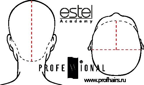 Схема головы для парикмахеров Estel