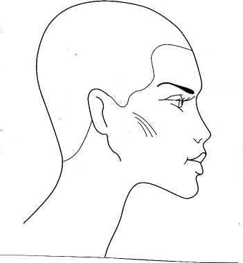 Схема головы для парикмахеров женская