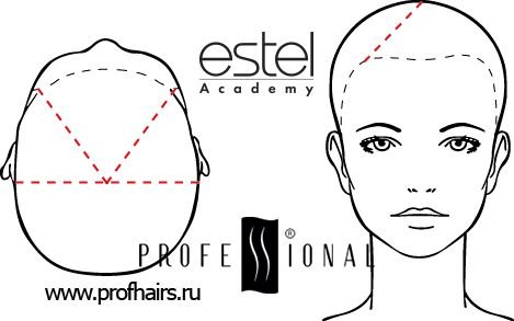Схема головы для парикмахеров