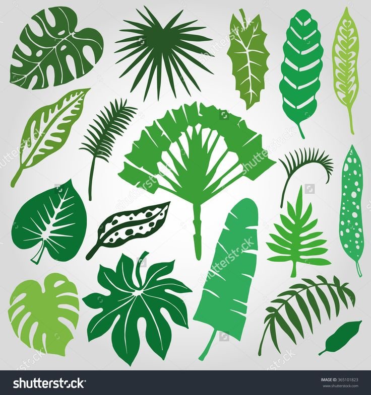 Африканские листья