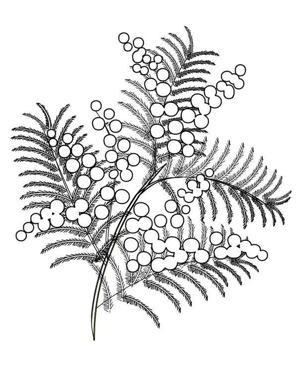 Мимоза раскраска для детей