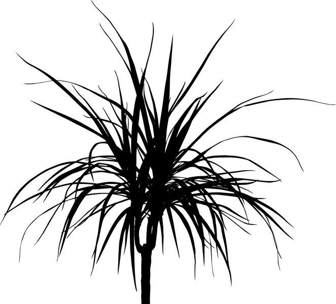 лист драцены