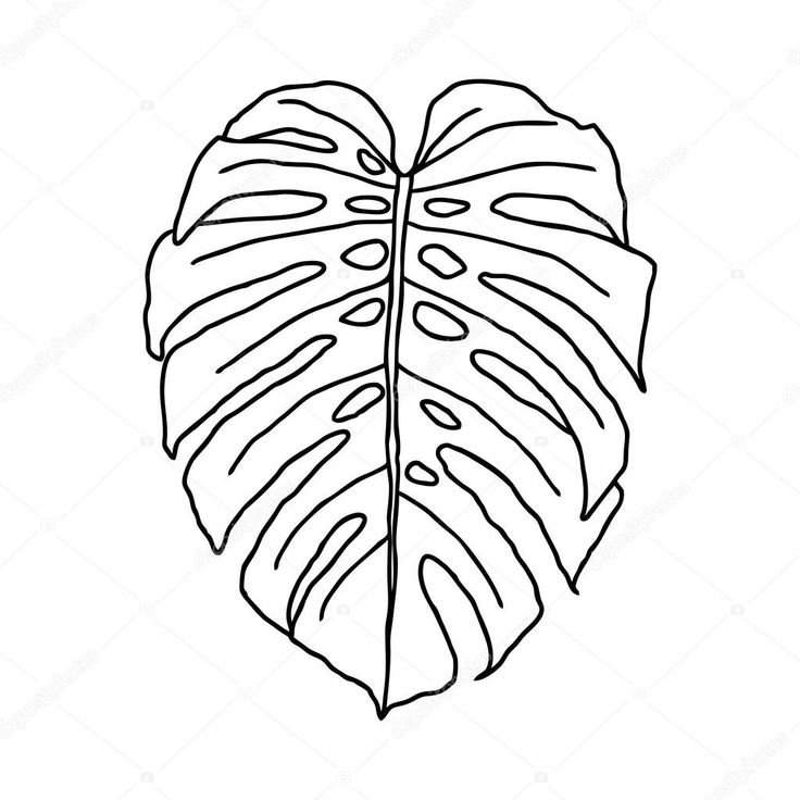 Монстера Aaron Apsley