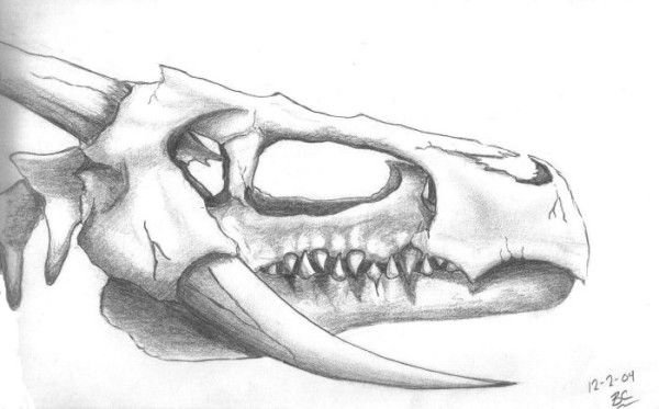 Череп дракона анатомия