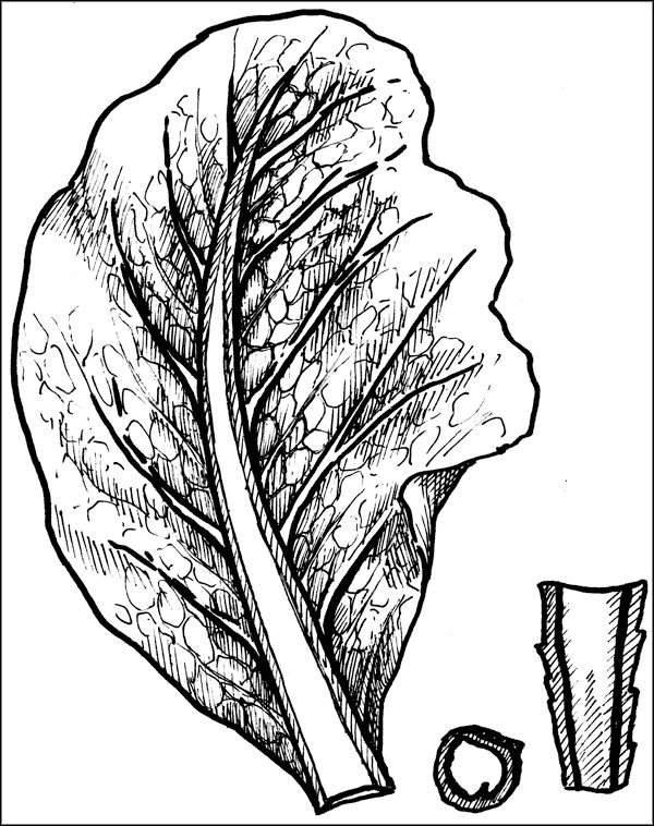 Сосудистый бактериоз белокочанной капусты