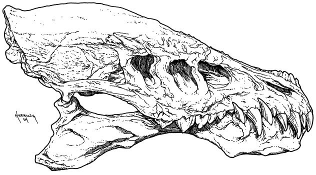 Дракон с черепом на голове
